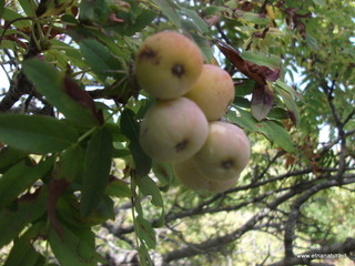 Grotta_Nicodemo - Sorbus_30-09-2012 11-27-22.JPG